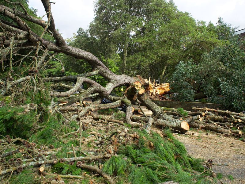 Tree removal job in the Northside neighborhood of Iowa City