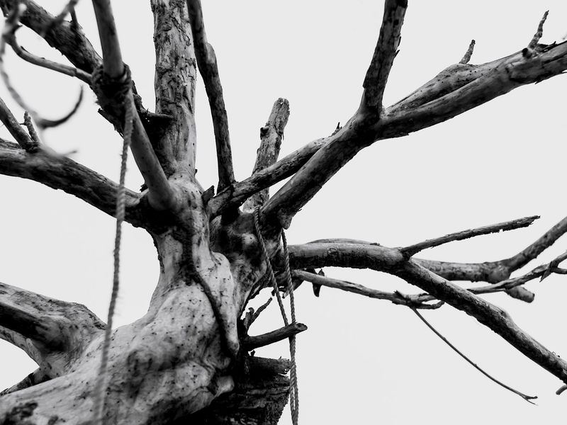 Tree removal job near Riverside, IA