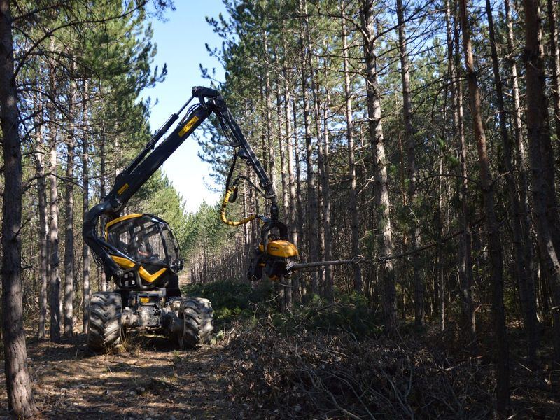 Tree removal job near Washington, IA