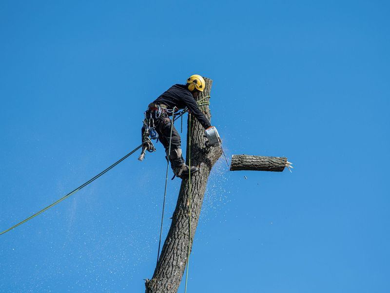 Tree removal job near West Liberty, IA